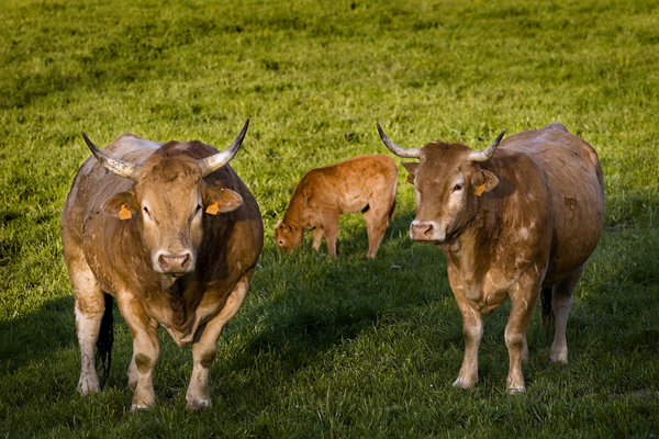 Características Ternera de Navarra