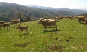 INTIA apuesta por una carne única y de calidad diferenciada: la carne de vaca Betizu