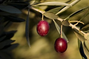 La recolección temprana del Aceite de Navarra, la clave de su diferenciación