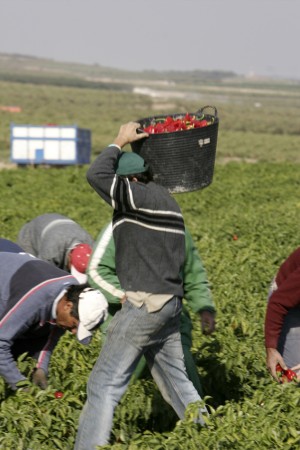 La campaña del Piquillo de Lodosa arranca con buenas expectativas