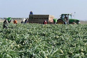 Arranca la campaña de otoño de alcachofa de Tudela con buenas previsiones