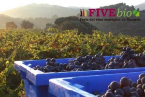Navarra, referente internacional del vino ecológico