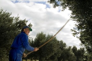 Segunda mayor cosecha de aceituna de Navarra de la historia