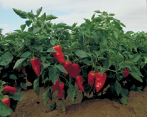 Finaliza la plantación de Pimiento del Piquillo de Lodosa