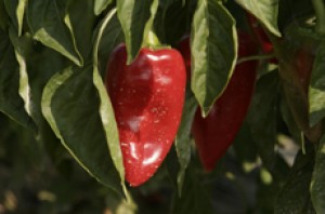 Celebramos la fiesta en honor del Pimiento del Piquillo de Lodosa