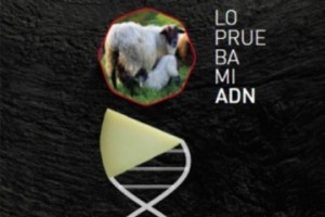 La D.O.P. Queso Idiazabal implementa una nueva técnica de control para determinar genéticamente la raza de origen del producto