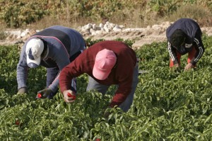 Concluye la campaña del Pimiento del Piquillo de Lodosa