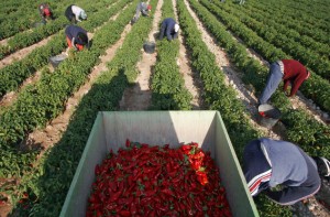 Arranca la campaña del Pimiento del Piquillo de Lodosa