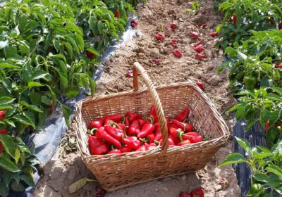 INTIA registrará una variedad no picante de pimiento del piquillo
