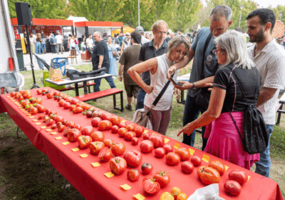 Autentika pone el broche de oro a los concursos de Tomate Antiguo de Navarra
